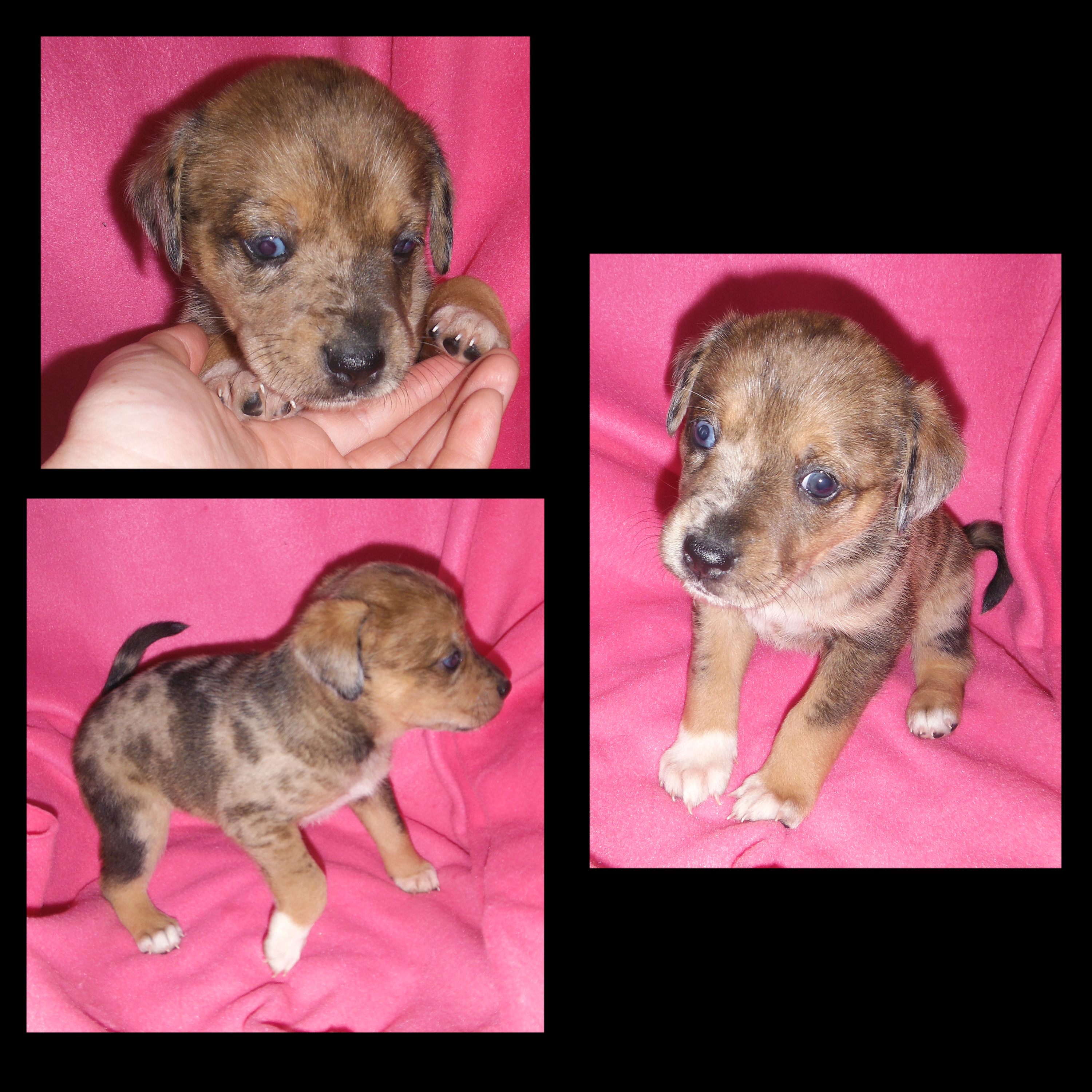 puppy8